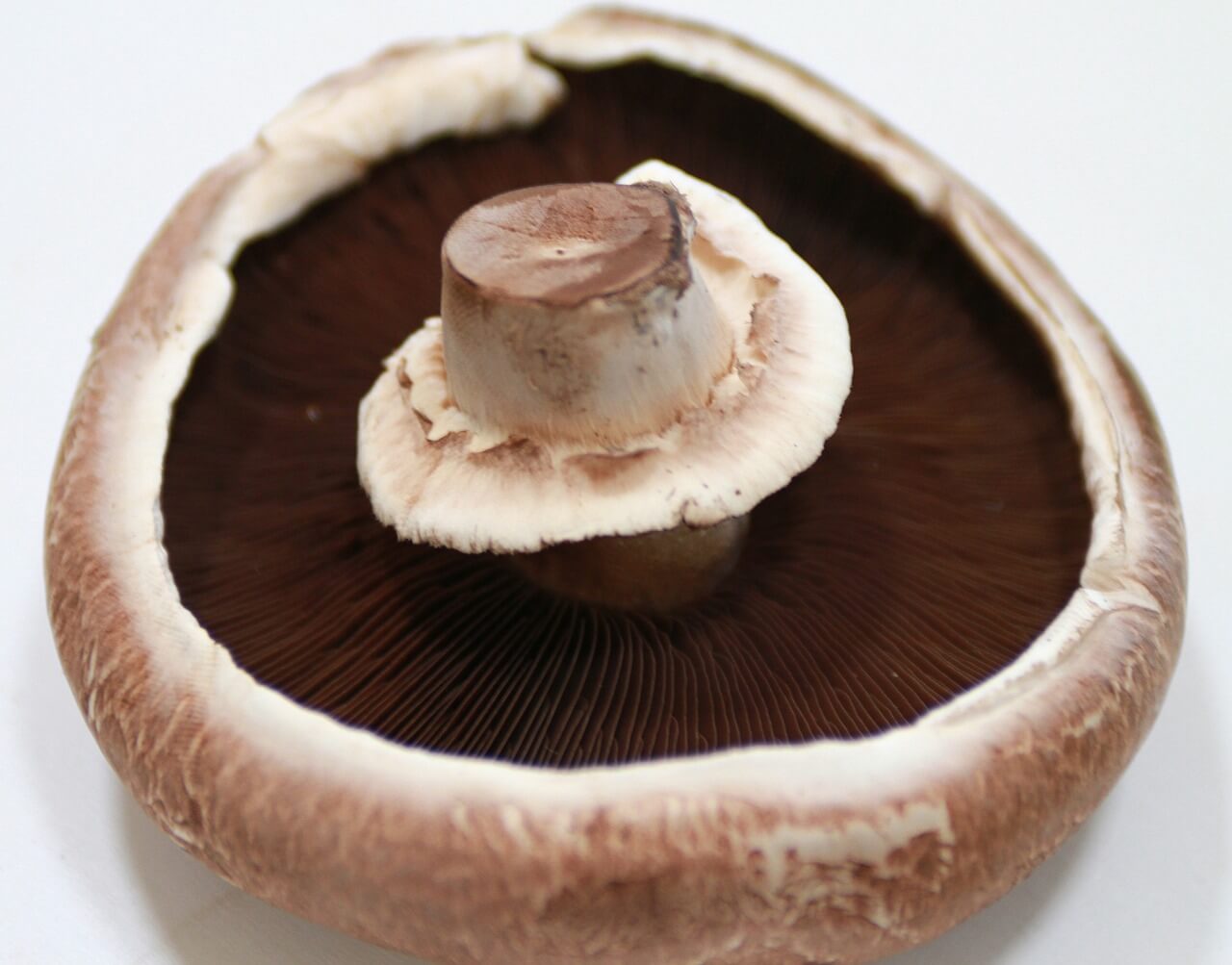 Underneath of a portobello mushroom