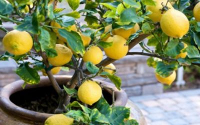 How to Care for Your Lemon Tree