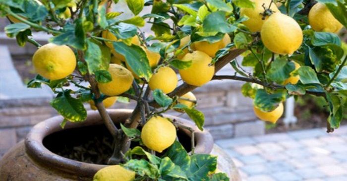 How to Care for Your Lemon Tree