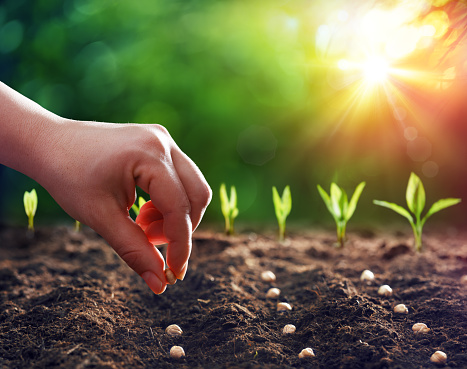 Sowing vegetable seeds in rows in the soil