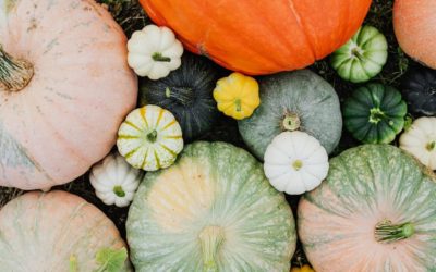 The Benefits of Organic Pumpkin Growing