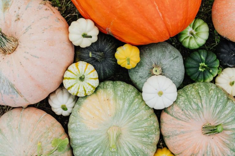 Different pumpkins of various sizes