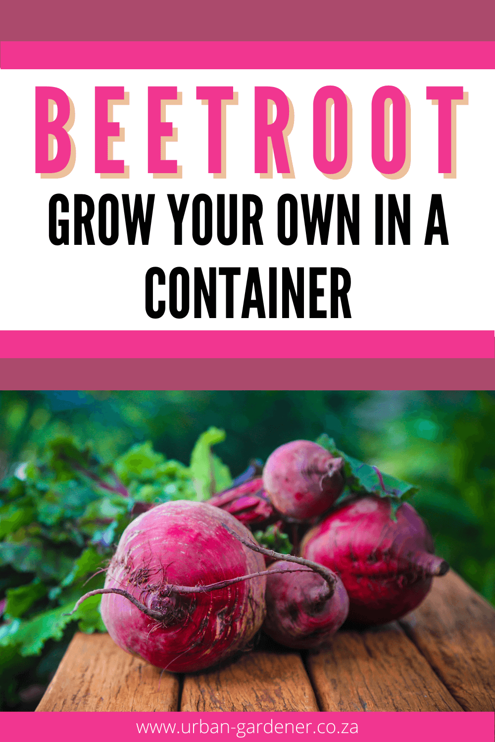 Fresh beetroot on a table with stalks and leaves intact