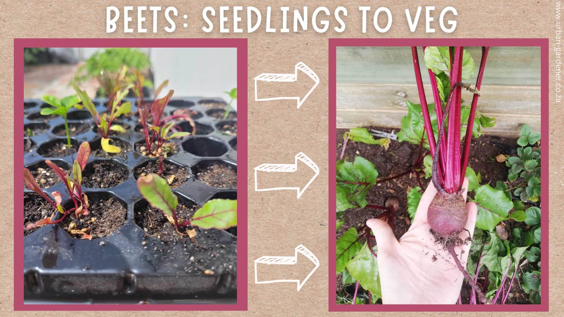 Image of the growth of beetroot from seeds to vegetables