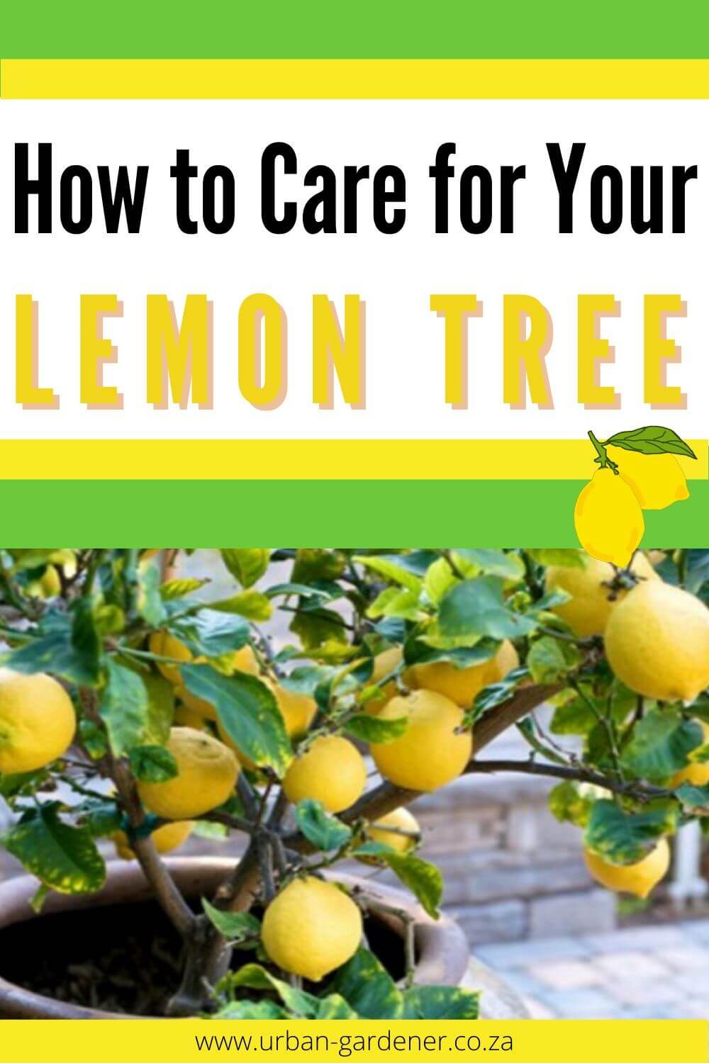 How to care for your lemon tree