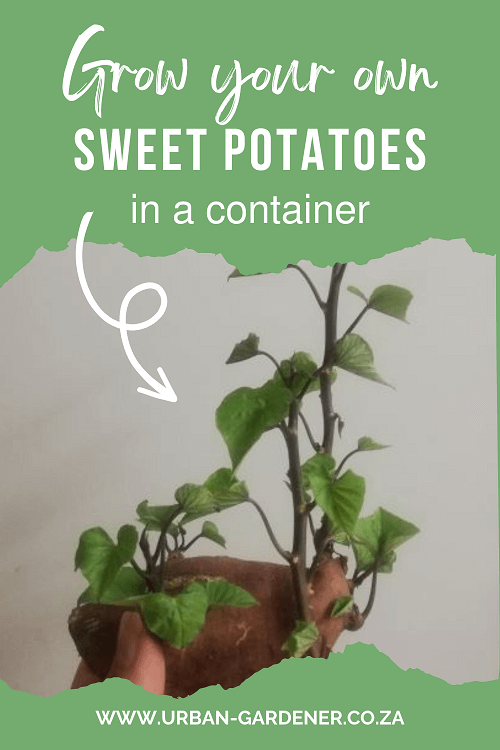 Sweet potato with slips growing from it