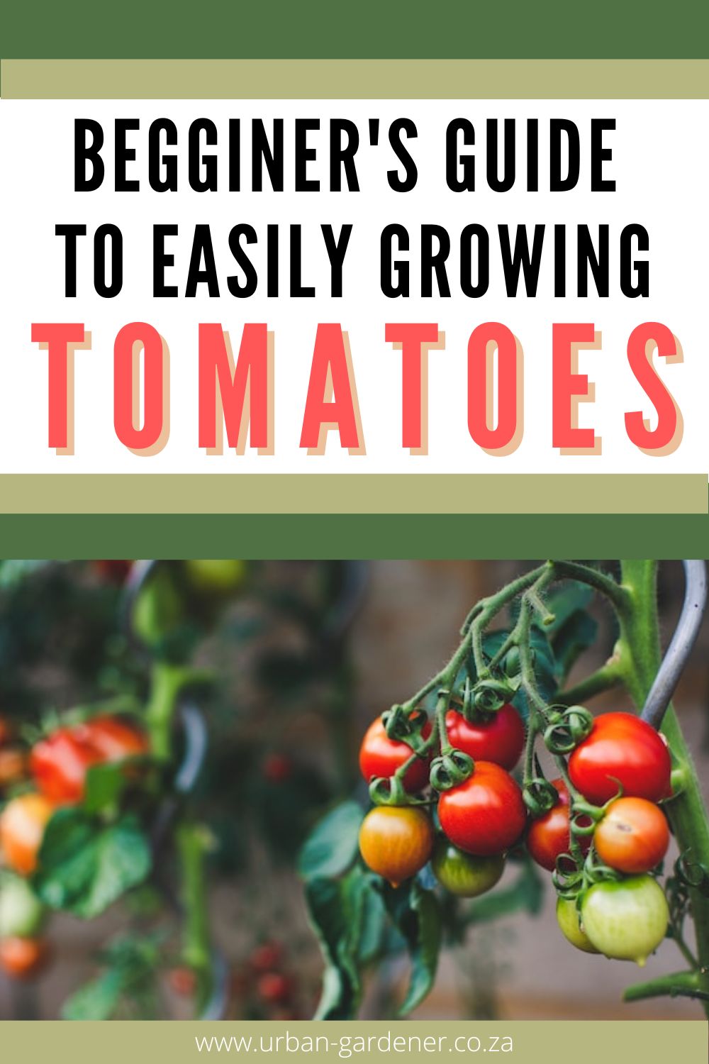 Pinterest pin showing tomatoes growing on a bush - some are red and some are still ripening.