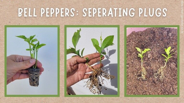 Bell pepper seedlings from one single plug and showing how to separate them into individual plants for repotting.