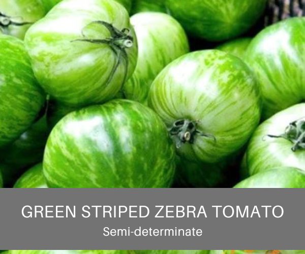 Green striped zebra tomato seeds