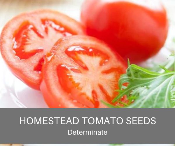 Homestead tomatoes sliced open on a white plate