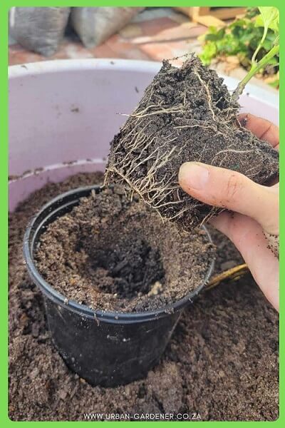 Gently placing the bell pepper plant into the hole in the new container