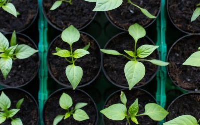 Repot Pepper Seedlings