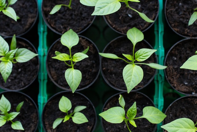 Aerial view of healthy organnic pepper seedlings in pots