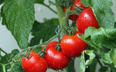 Beginners Guide to Easily Grow Tomatoes in a Container