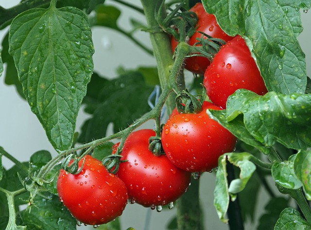 Tomatoes growing on a bush