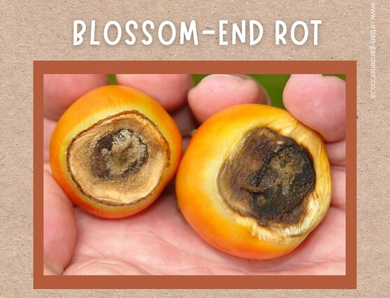 Blossom-end rot in tomatoes