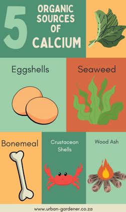 Infographic with 5 organic sources of calcium that can be used in your vegetable plants