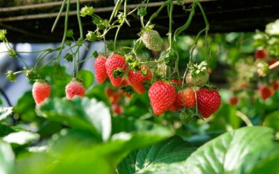 How to Grow Strawberry Plants from Runners