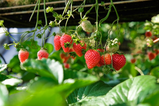 Strawberries hanging from a plant