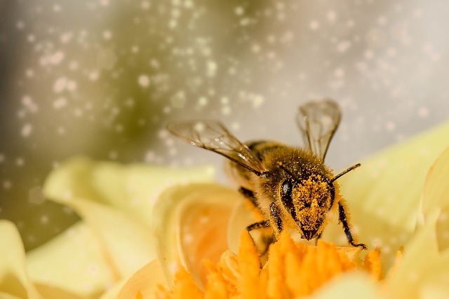 Bee collecting pollen from a flower - macro image