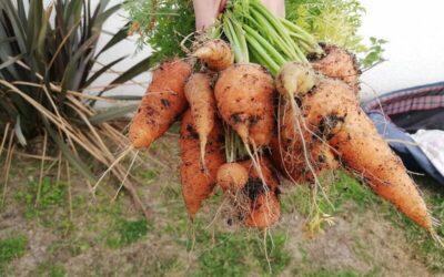 How to Grow Carrots in Containers