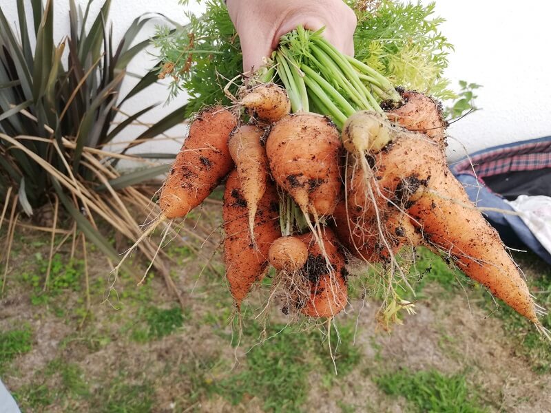 How to Grow Carrots in Containers