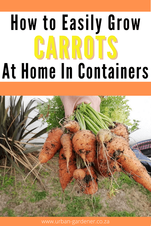 Pinterest pin - bunch of bright orange home grown carrots