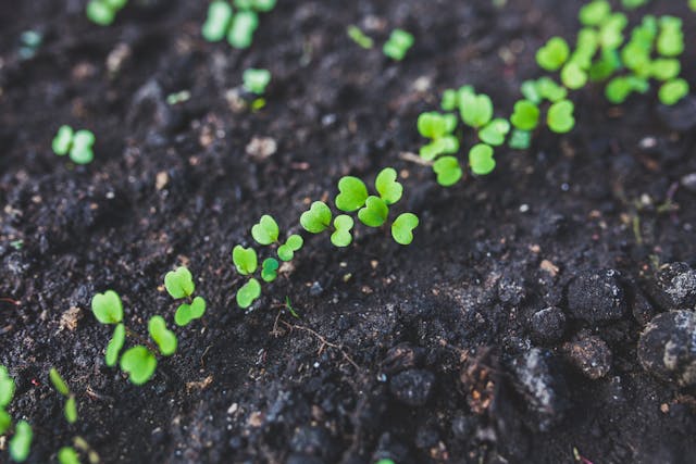 New plant growth growing through the soil