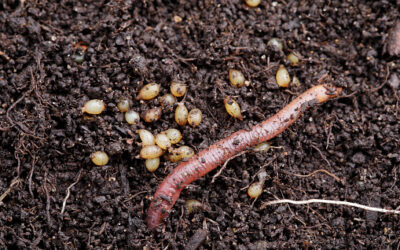 Why Aren’t My Worms Reproducing?