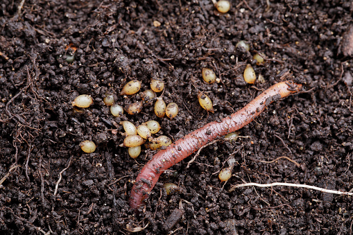 earthworm in compost with eggs