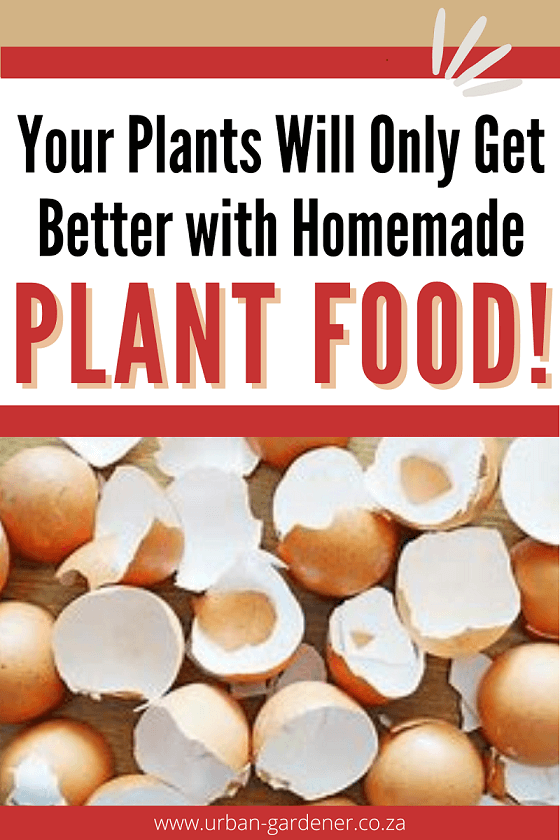 Pinterest DIIY plant food