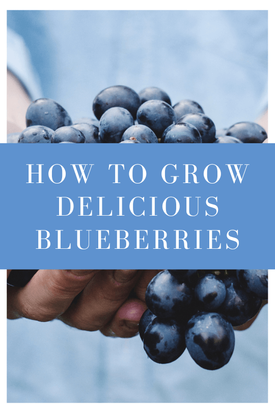 How to grow blueberries