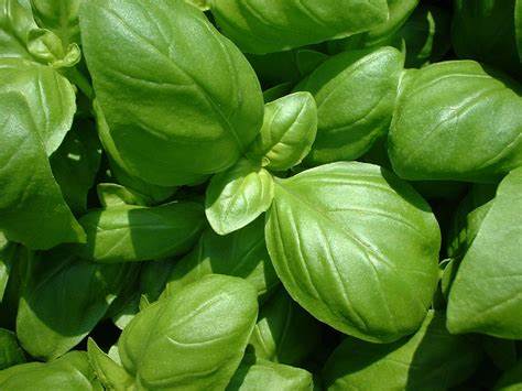 Basil leaves