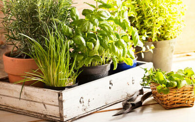 Grow Herbs for Beginners