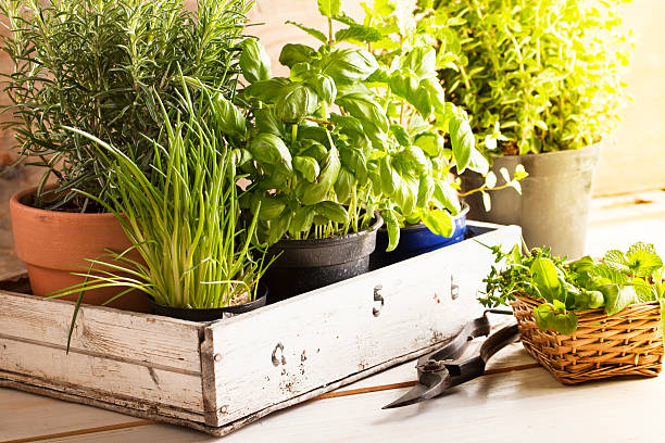 Mixed herbs such as basil, chives and rosemary in pots in a wooden tray, gardening tool lying on wooden table