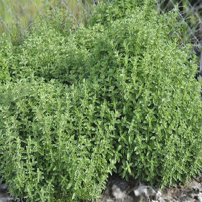 Thyme